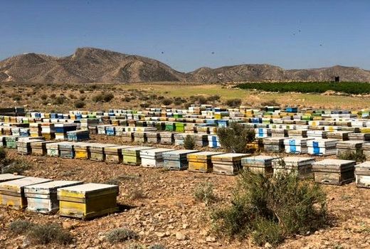 سرشماری زنبورستان ها در مرودشت آغازشد