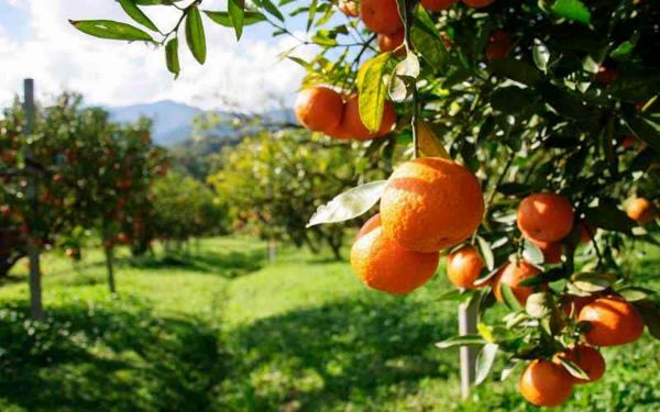 باغات مرکبات با نهالهای اصیل جانی تازه میگیرد/ تولید ۱۰ هزار اصله نرک پایه مرکبات