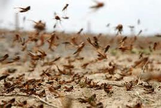 تشدید فعالیت اکیپ‌های پایش ملخ صحرایی در خرمشهر