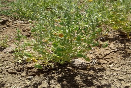 ۱۸ هزار هکتار از اراضی کشاورزی استان قزوین به زیر کشت نخود و عدس دیم می رود