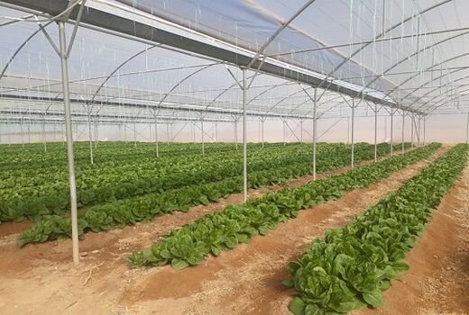 افزایش 11درصدی سطح گلخانه ها  در نی ریز