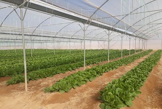 رشد 400 درصدی مساحت گلخانه‌های استان آذربایجان شرقی  در طول 7 سال گذشته
