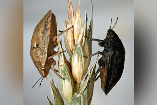 مبارزه با آفت سن غلات در  ۴۴۱ هزار هکتار از مزارع کردستان انجام شد