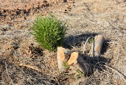 آغاز اجرای طرح مدیریت مبارزه با آفات و بیماری‌ها در 300 هکتار از تاغ زارهای سمنان