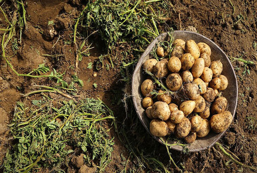  برداشت ۲۴ هزار تن سیب زمینی در آوج 