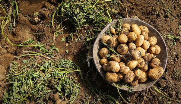  برداشت ۲۴ هزار تن سیب زمینی در آوج 