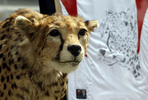 خواست ملی برای قرار گرفتن طرح یوز روی لباس تیم ملی