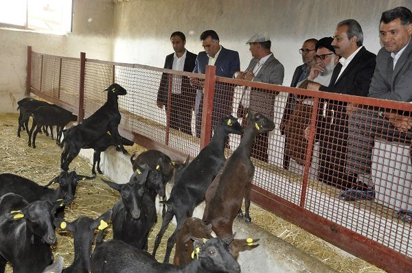 استفاده از نتاج بزهای مورسیای یزد برای پرورش در خراسان جنوبی