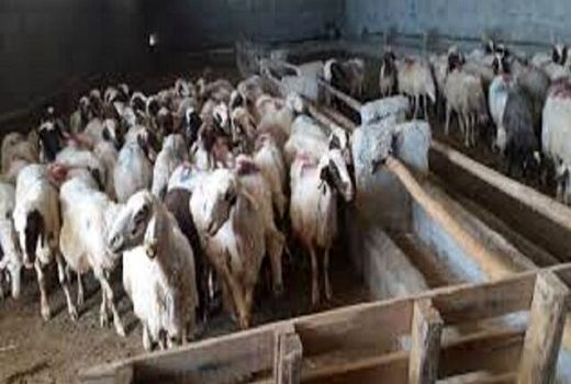 تکمیل 62 مجتمع دامپروری عشایری در شیروان