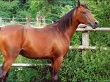 تدوین نخستین تبارنامه ملی اسب کاسپین در استان البرز