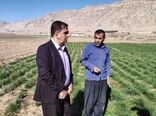 تولید بیش از 26هزار تن بذراصلاح شده گندم و جو در استان ایلام