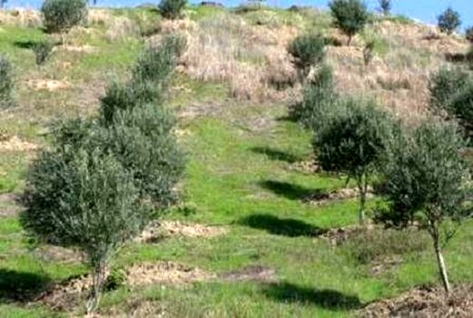 باغ زیتون در تهران احیا می‌شود