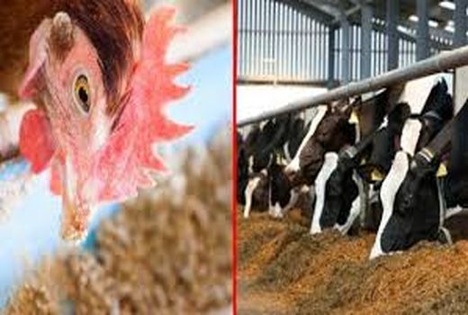 پرداخت بیش از ۱۶ میلیارد تومان تسهیلات به بخش دام، طیور و آبزیان بوشهر 