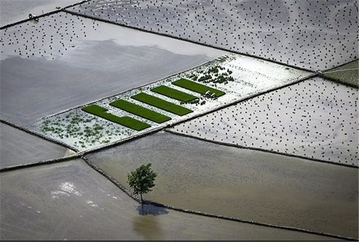 زهکشی 200 هزار هکتار از زمین های کشاورزی مازندران