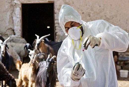 دام‌های دورافتاده ترین روستای استان بوشهر واکسینه شدند