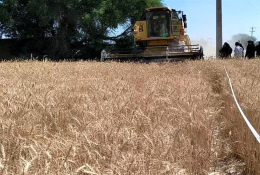 غرامت کشاورزان خسارت دیده بوشهری پرداخت می‌شود  