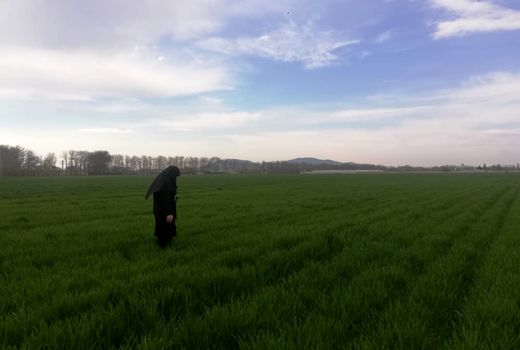 مبارزه با آفت سن غلات در1370هکتار از اراضی زیرکشت گندم وجو ملارد