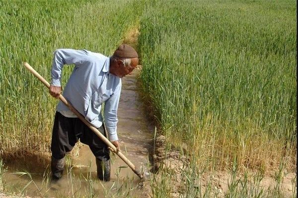 انعقاد 53 هزار و 700 قرارداد بیمه با بهرهبرداران کشاورزی