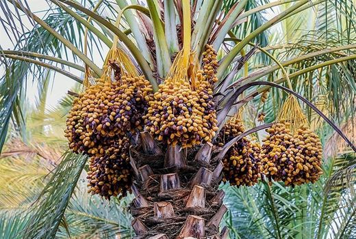 ریزش خوشه‌های خرما در اثر طوفان در خراسان جنوبی