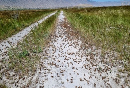 طغیان ملخ مراکشی در بستر تالاب پریشان