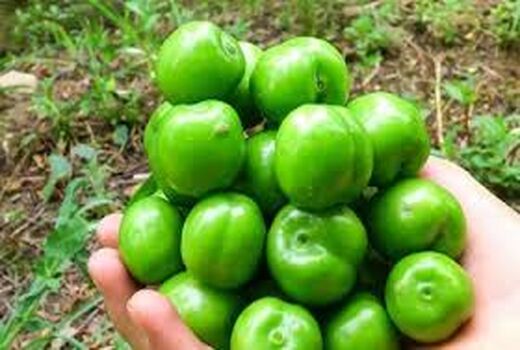 13 هکتار از اراضی شهرستان سرخه زیر کشت گوجه‌سبز است