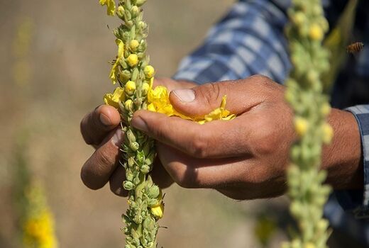 توانمندسازی زنان روستایی و عشایری در فرآوری گیاهان دارویی