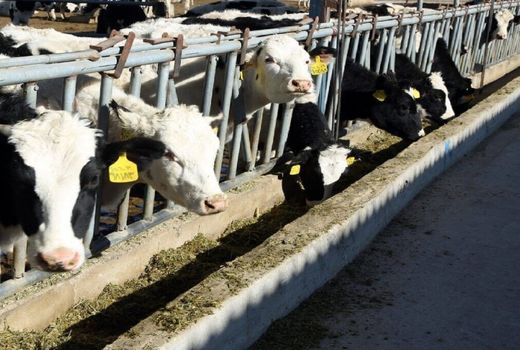 تولید محصولات دامی استان اصفهان ۱.۴ برابر افزایش یافت