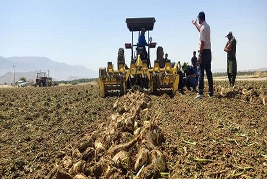 برداشت چغندر قند در فراشبند برای اولین بار