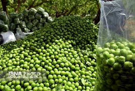  تولید 3270 تن گوجه سبز در استان سمنان