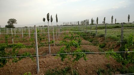 ۶۰۰ هکتار باغ انگور ارگانیک در قزوین ایجاد شده است