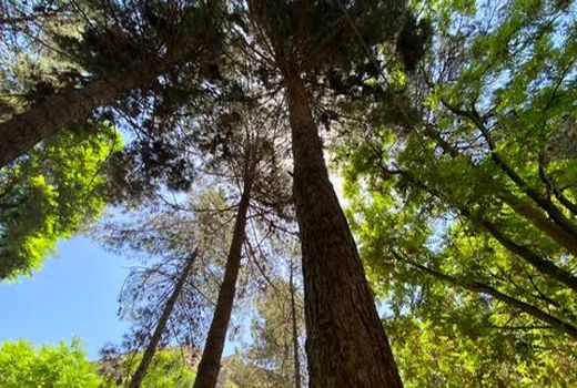 توسعه زراعت چوب در شهرستان فارسان 