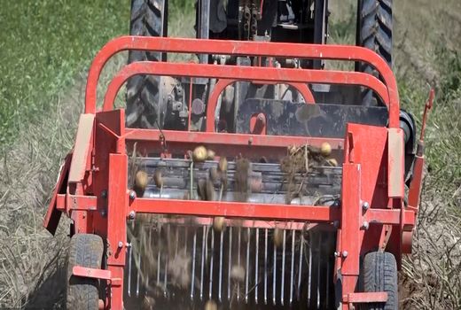 تولید ۲۰ نوع بذر سیب زمینی کلاس دار در شهر دامنه