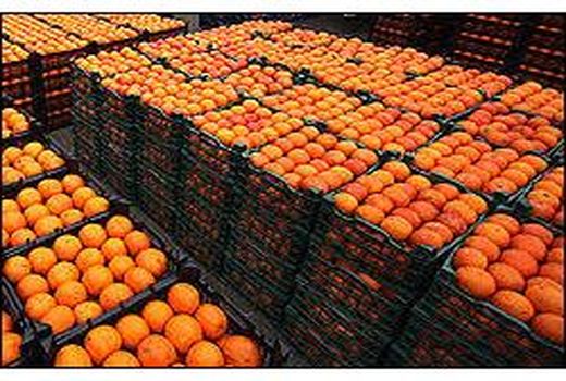 550 هزار تن مرکبات در بابل تولید شد