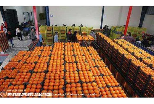 ذخیره‌سازی 30 هزار تن مرکبات در قائم شهر/ تولید 350 هزارتن مرکبات