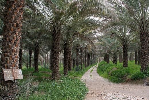 طرح آبیاری نوین در ۱۰ هزار هکتار اراضی نخلستانی استان بوشهر اجرا می‌شود 