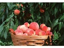 پیش بینی تولید 3200 تنی هلو در بابل