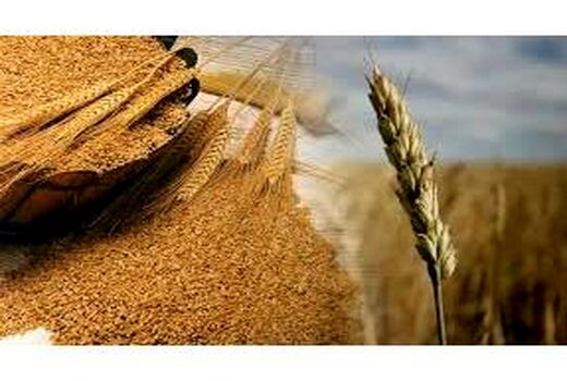 خرید تضمینی 4500 هزار تن گندم از کشاورزان جویباری
