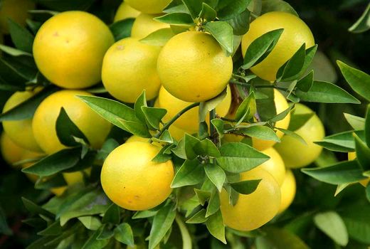 تاثیر مصرف متعادل سموم و نهاده‌ها بر افزایش کیفیت و کمیت محصولات کشاورزی 