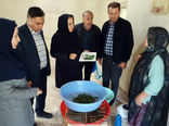 توزیع ۶۰ جعبه تخم کرم ابریشم بین نوغانداران  روستای قولان جلفا