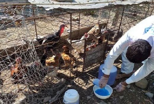 واکسیناسیون رایگان طیور بومی برعله بیماری نیوکاسل در نطنز