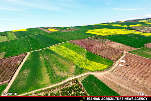 توسعه کشاورزی شهرستان چرداول با کشت کلزا