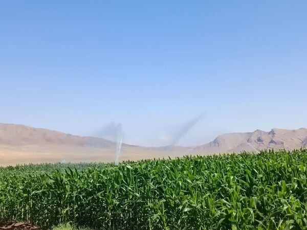برداشت بیش از ۲۸۰۰ تن ذرت علوفه‌ای در شهرستان جلفا