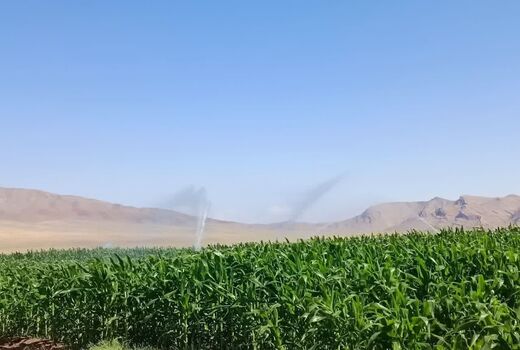 برداشت بیش از ۲۸۰۰ تن ذرت علوفه‌ای در شهرستان جلفا