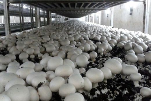 مهارت آموزی تولید قارچ تضمین اشتغال زایی در کشور است