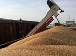 تولید گندم در استان یزد ۱۰ درصد کاهش یافت