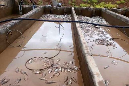 تلف شدن ۲۵۰ تن ماهی در اثر سیل فریدونشهر