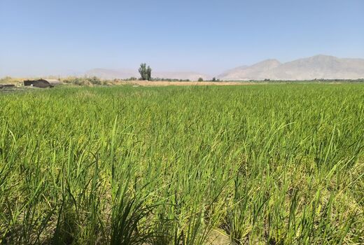 آغاز کشت نشای برنج در ۳۰۰ هکتار از اراضی شهرستان قیروکارزین