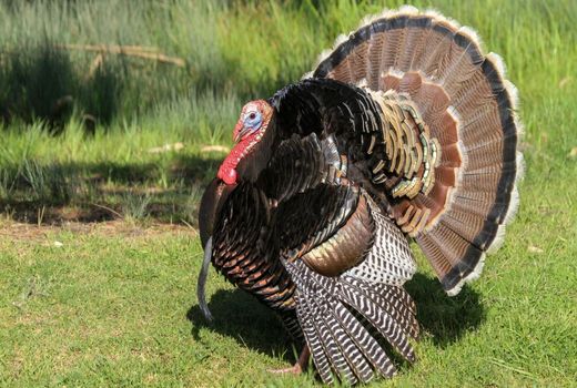 تامین ۴۰ درصدی گوشت بوقلمون در اصفهان با هدف جهش تولید و اشتغال