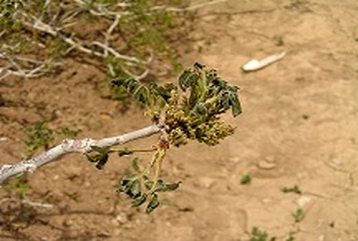 سرمای بهاره به باغات شهرستان سیرجان خسارت وارد کرد