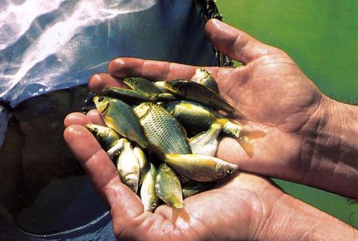 رهاسازی 100  هزار قطعه بچه ماهی  در استخرهای  پرورش ماهی شهرستان آبیک 